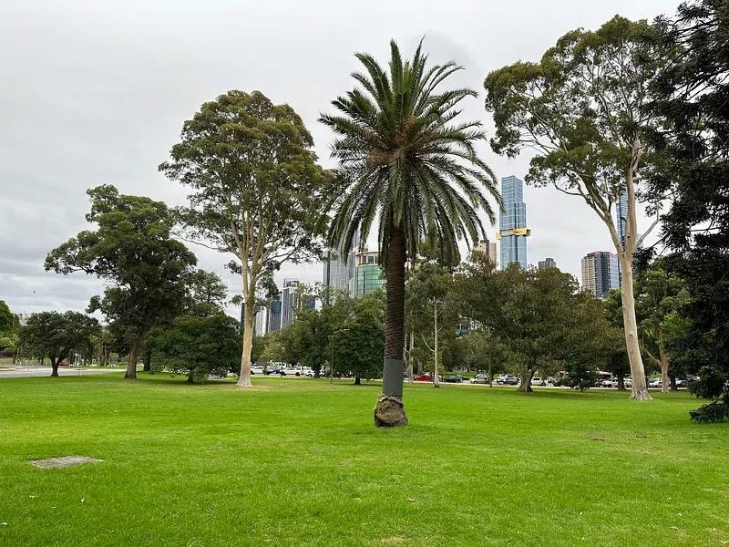 Botanic Garden palm trees